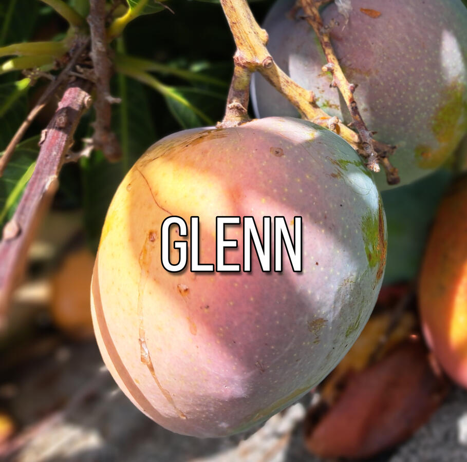 Glenn Mango