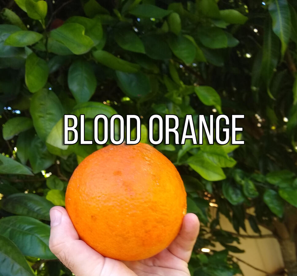 Blood Orange Blood Orange