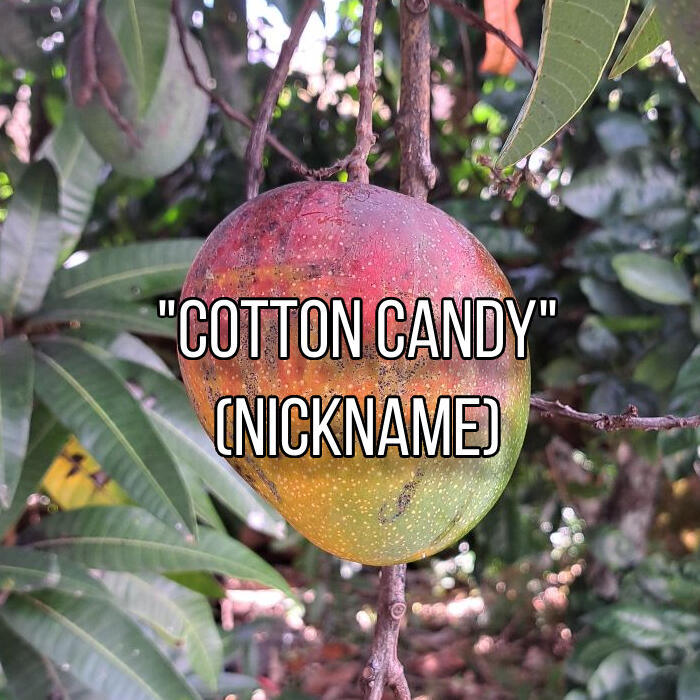 "Cotton Candy" Mango (nickname) "Cotton Candy" Mango (nickname)