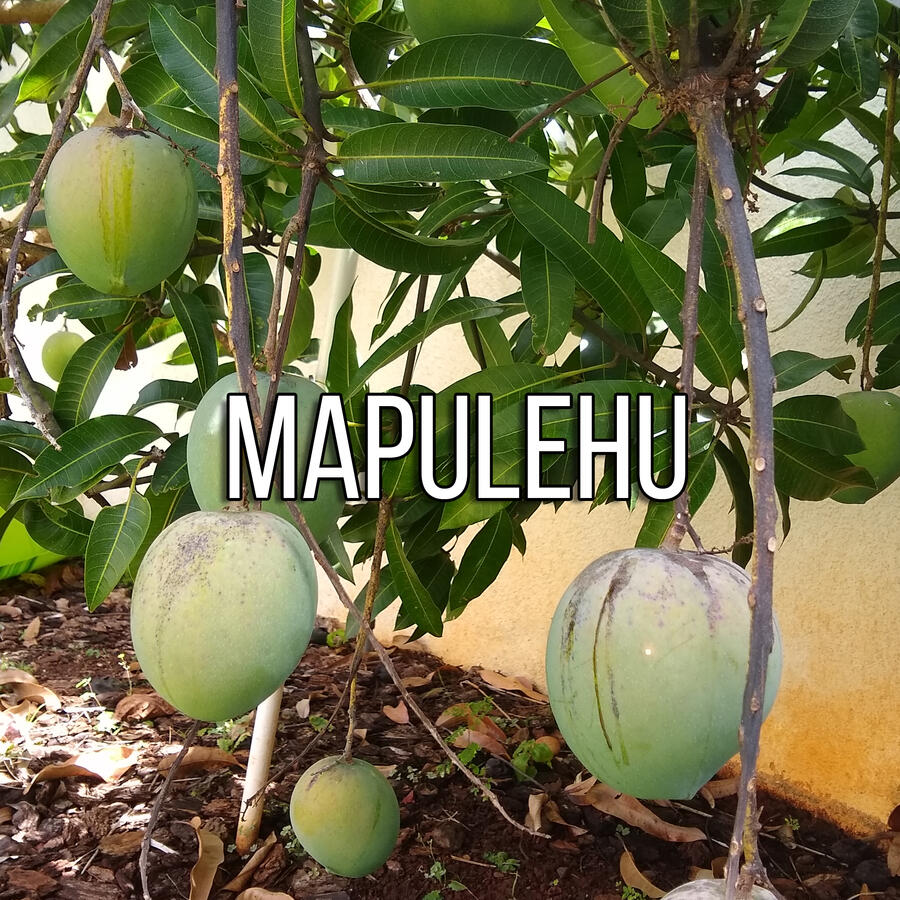 Mapulehu Mango