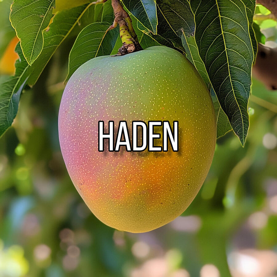 Haden Mango