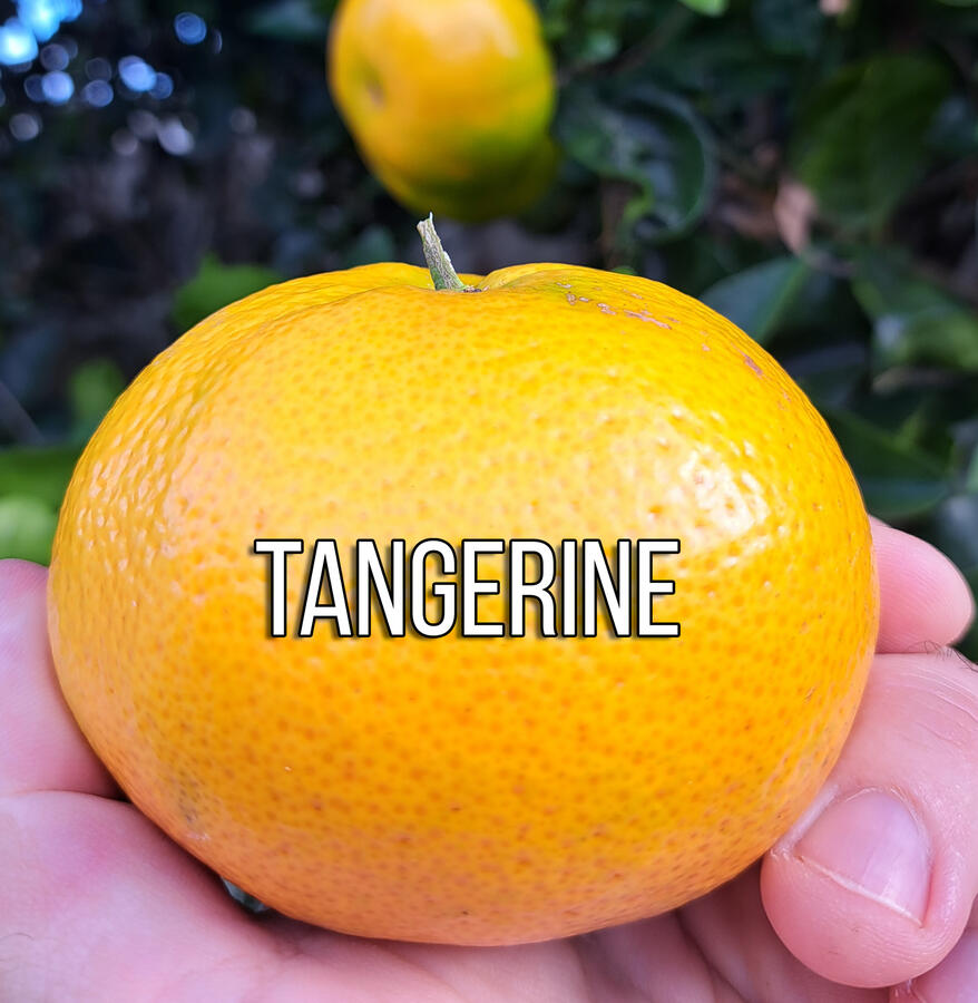 Tangerine Tangerine