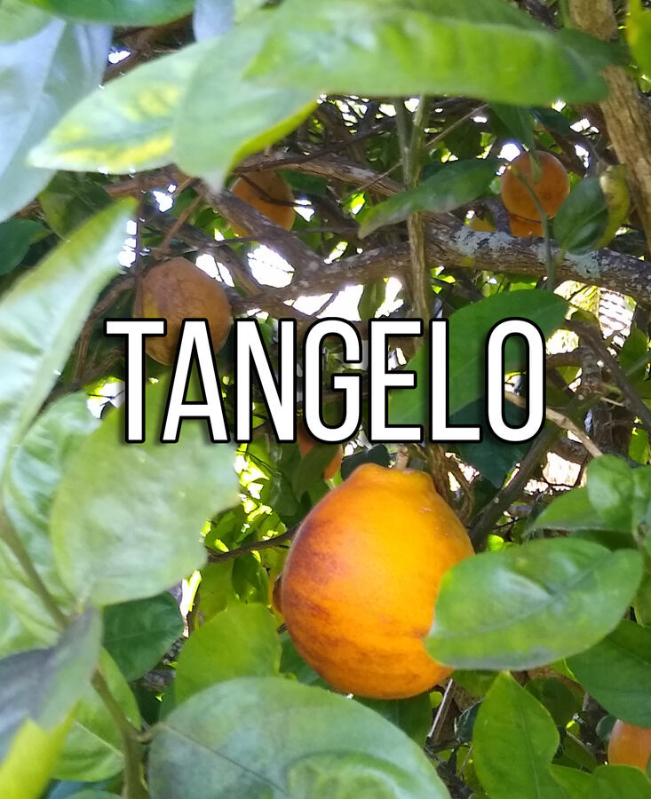 Tangelo Tangelo