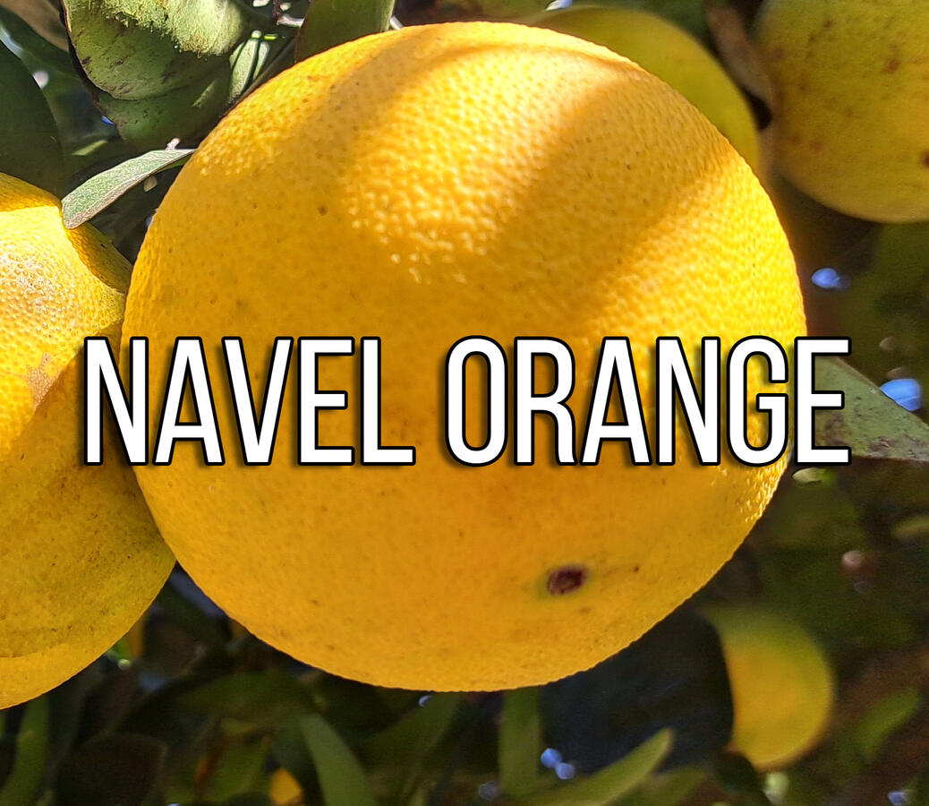 Navel Orange Navel Orange