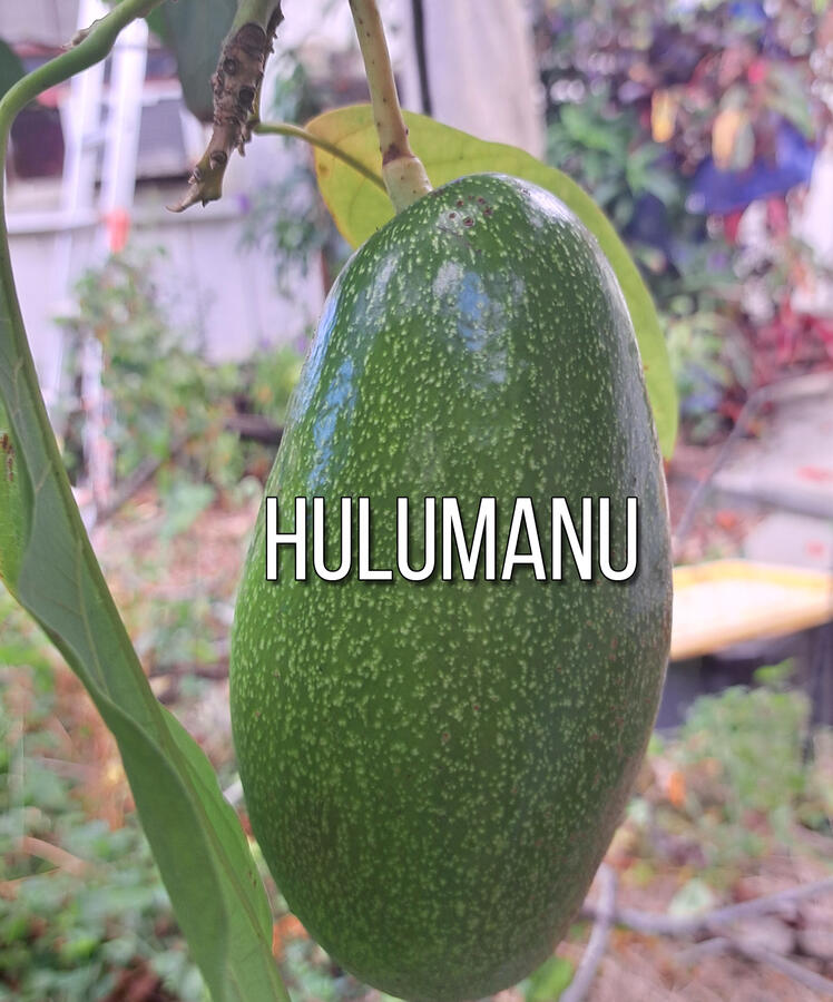 Hulumanu Avocado