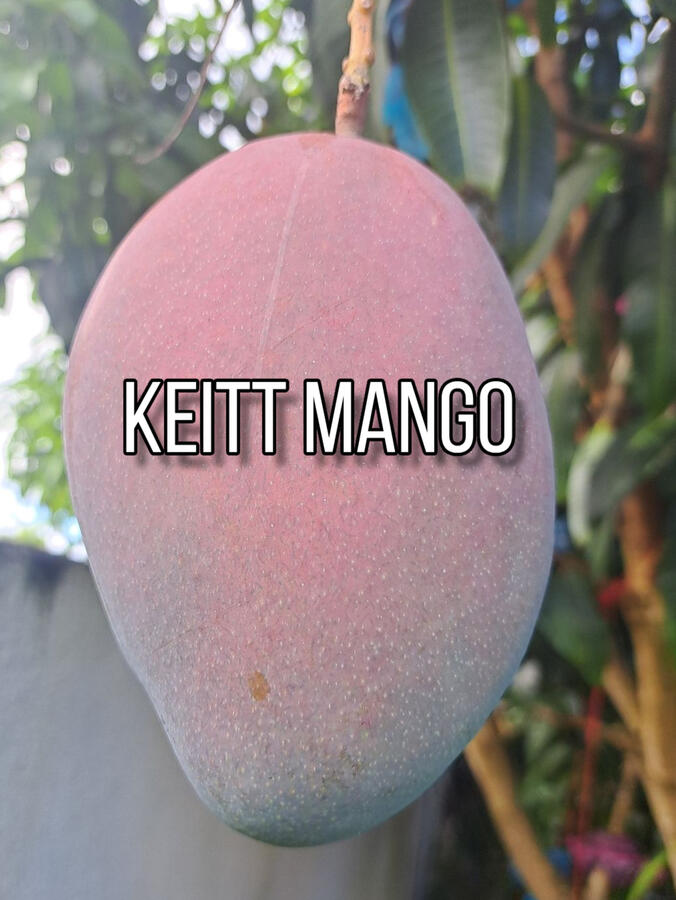 Keitt Mango Keitt Mango