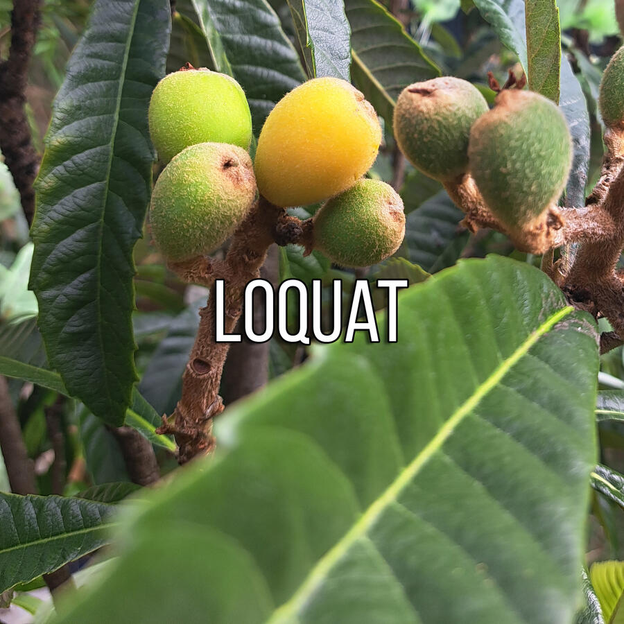 Loquat
